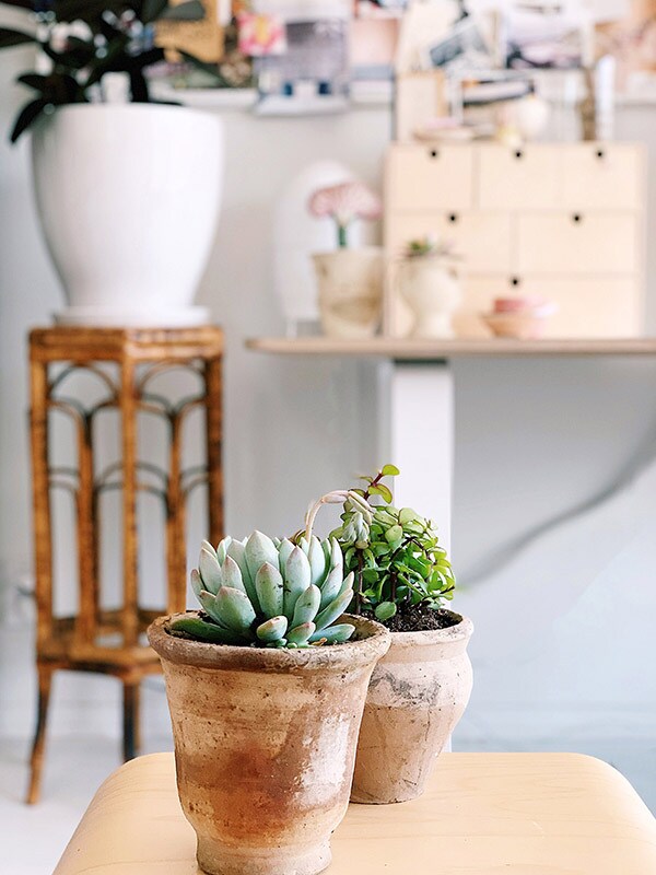 2 succulents sit on a light wood table. In the background is a large green plant in a white pot on a pedestal; and some art on a wall