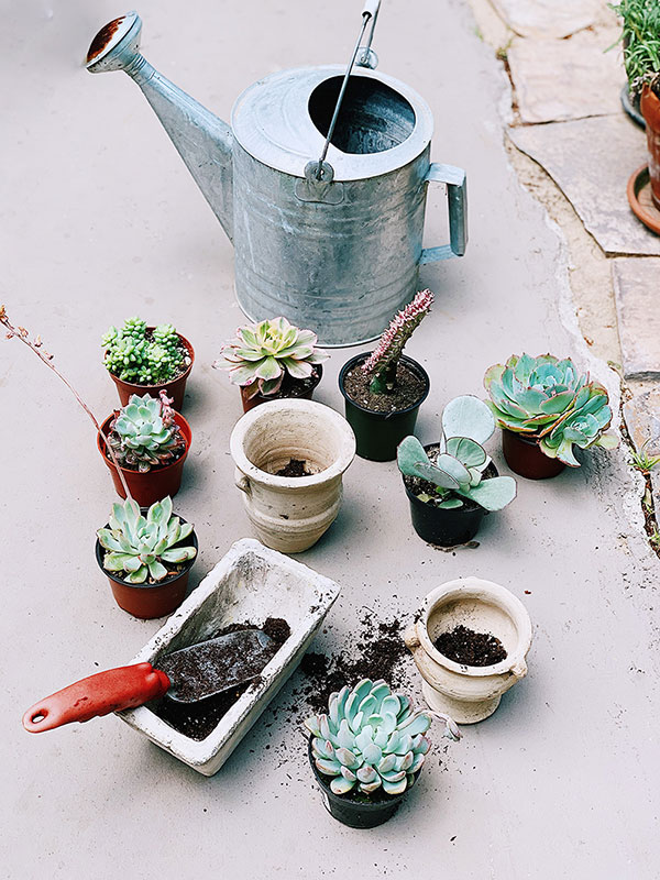 overhead view of watering can along with 8 succulents and a container of soil with a spade 