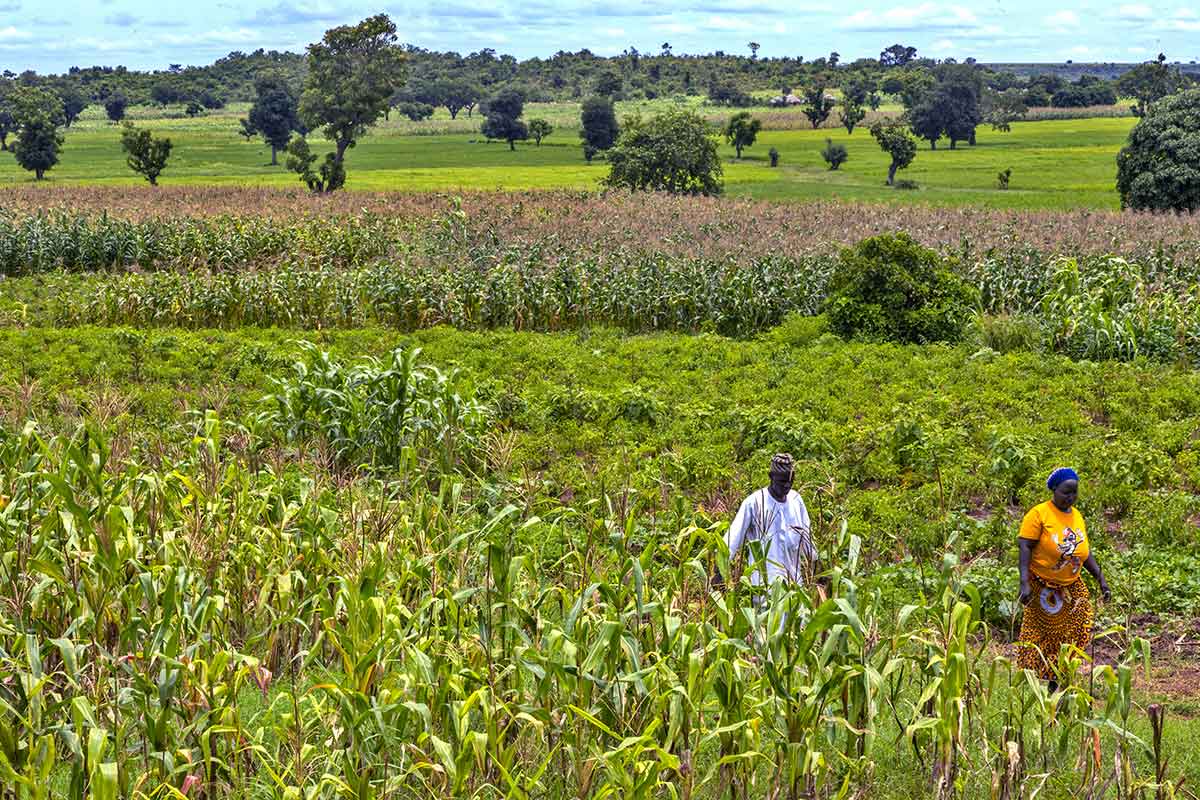 A man and woman walk through a corn field