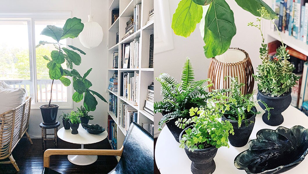 Side by side images of plants decorating a living room. The image on the left is of a tree against a window; the image on the left is a close up of the same tree and a table in front with smaller plants on top.