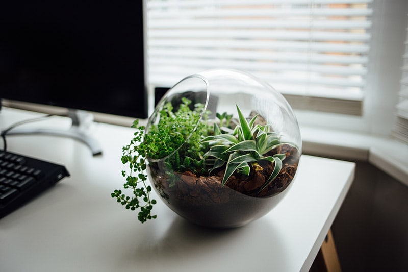 an arrangement of different succulents in a round, glass planter sits on a work desk
