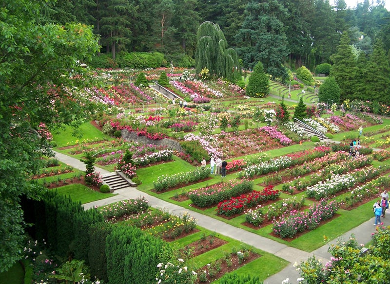 rose garden at the International Rose Test Garden