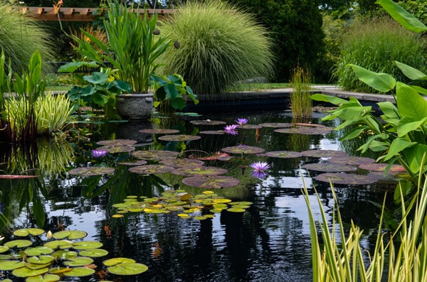 pond with lily pads at Wave Hill Gardens