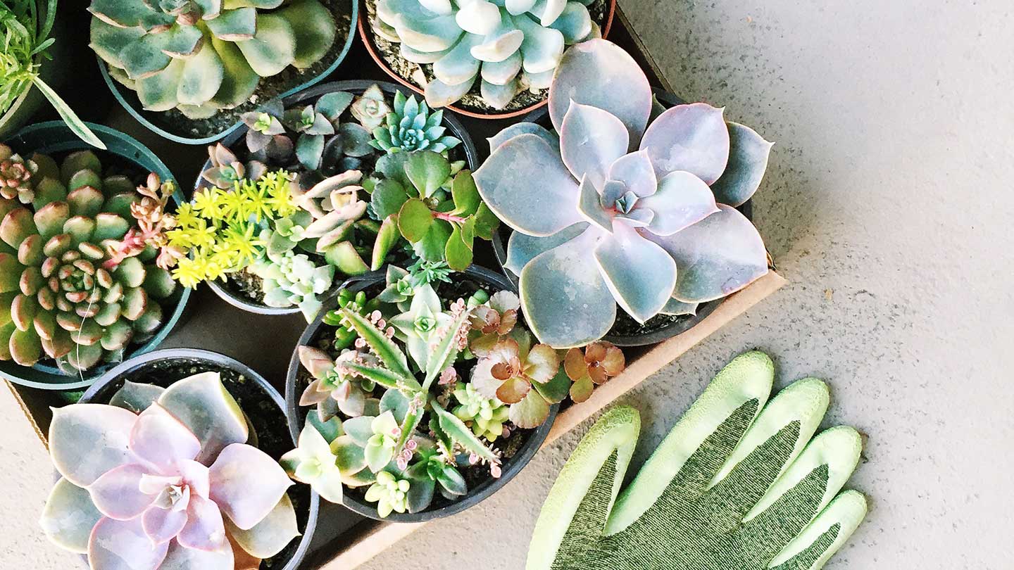 What's the Secret to a Calm and Creative Space? It's Plants